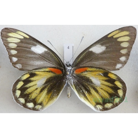 Delias zebuda Hewitson, 1862 female reverse Indonesia, Sulawesi4